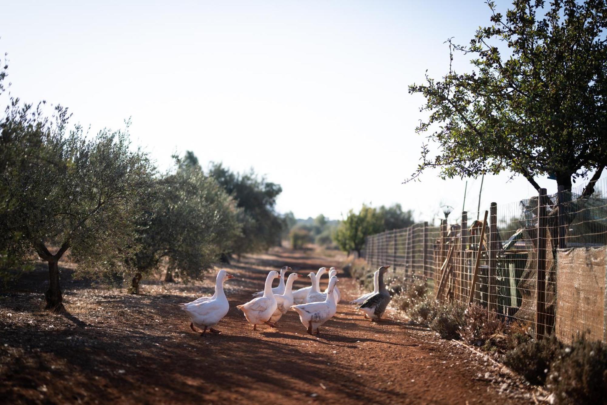 Готель Eumelia Organic Agrotourism Farm Gouvai Екстер'єр фото